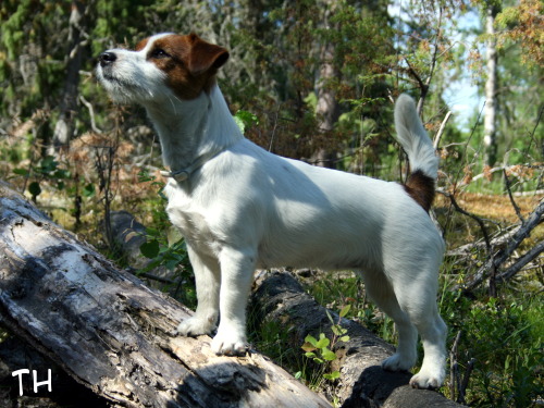 Inka 12 kk 2.JPG - Inka 12 kk